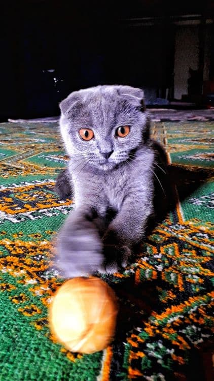 Mushuk 100% soģlom — 1