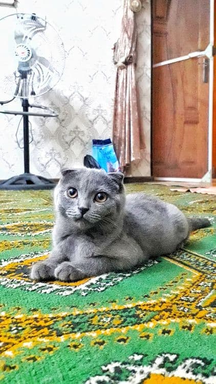 Mushuk 100% soģlom — 3