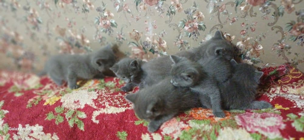 Британский пародали мушукча — 3