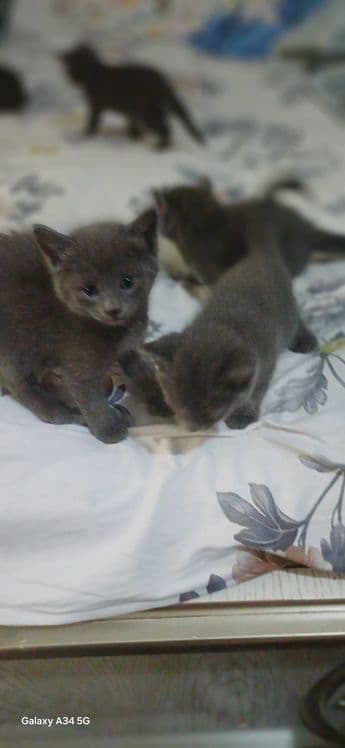 Британский пародали мушукча — 4