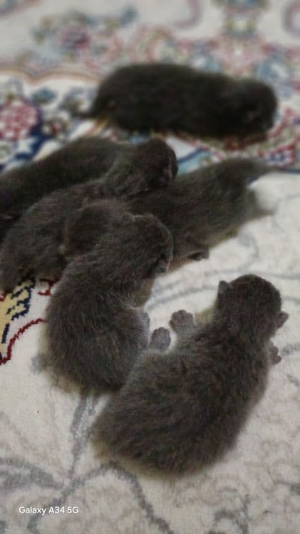 Британский пародали мушукча — 5