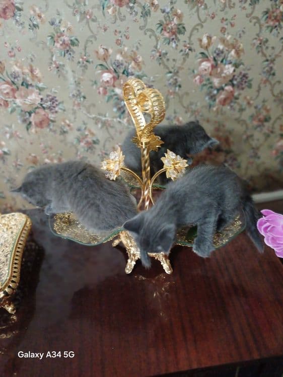 Британский пародали мушукча — 6