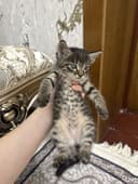 Mushuk bolalari tigr