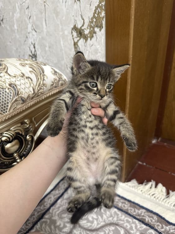 Mushuk bolalari tigr — 1