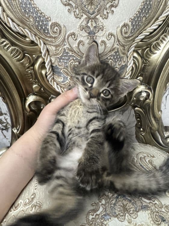 Mushuk bolalari tigr — 2