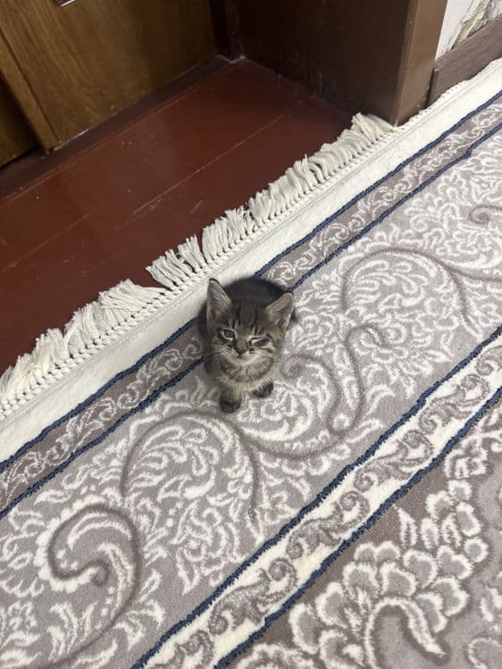 Mushuk bolalari tigr — 3