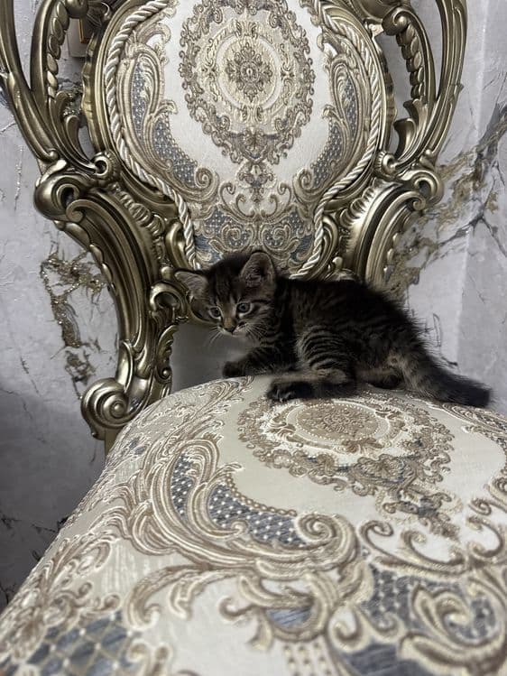 Mushuk bolalari tigr — 4