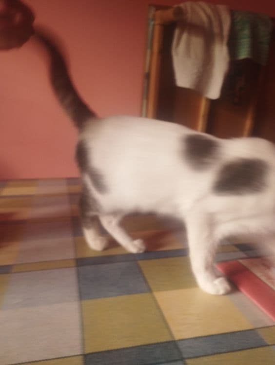 Mushuk oq va kul rang aralash — 2