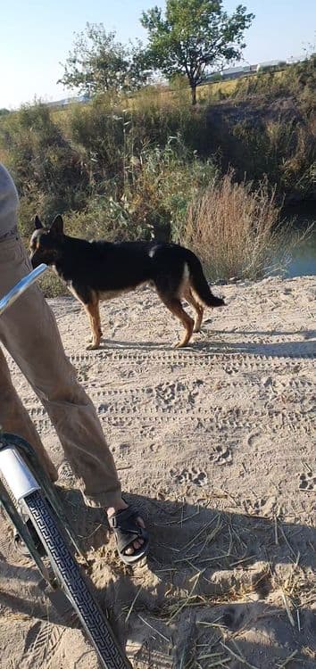 Немис афчаркаси эркак — 3