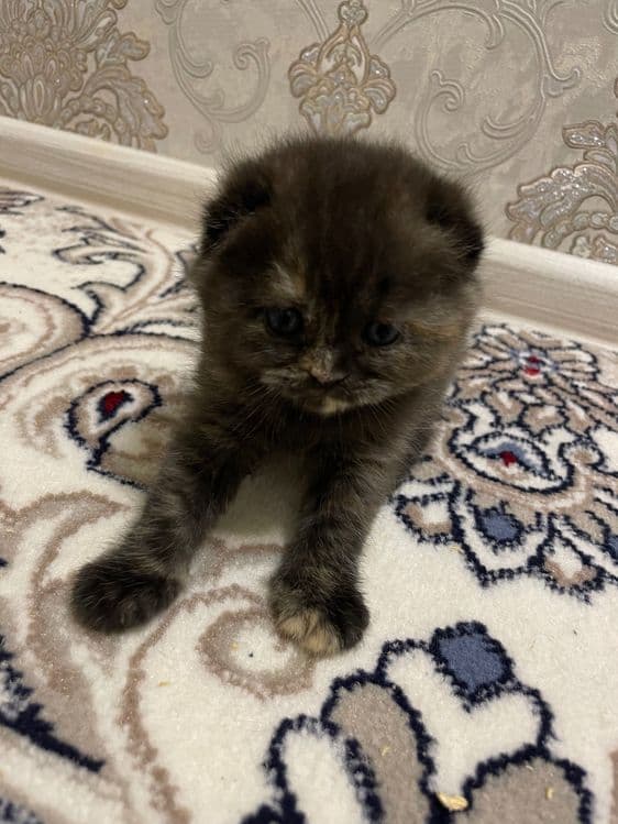 Продается породистые котята. Сотилади пародали мушуклар — 3