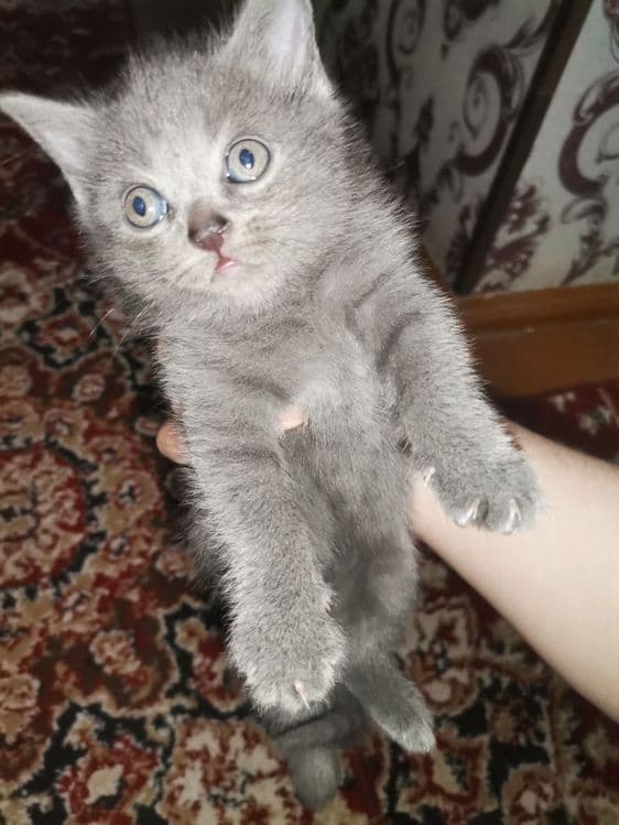 Мушук скотиш фолд — 2