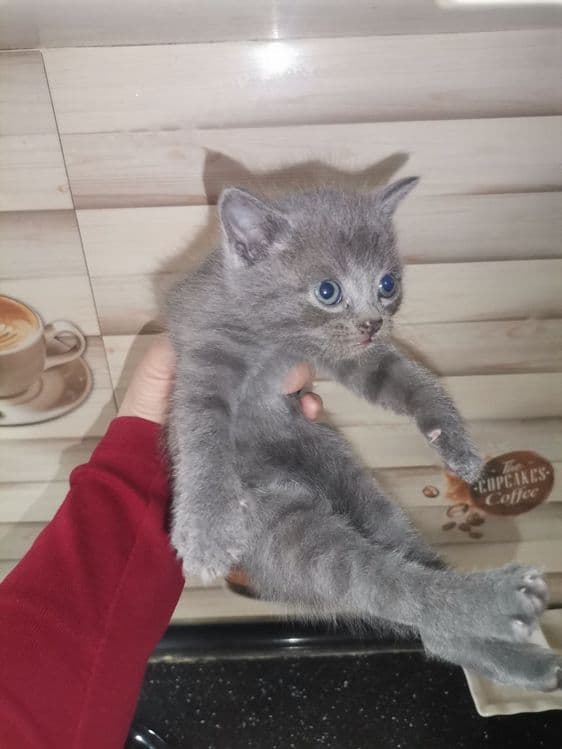Мушук скотиш фолд — 3