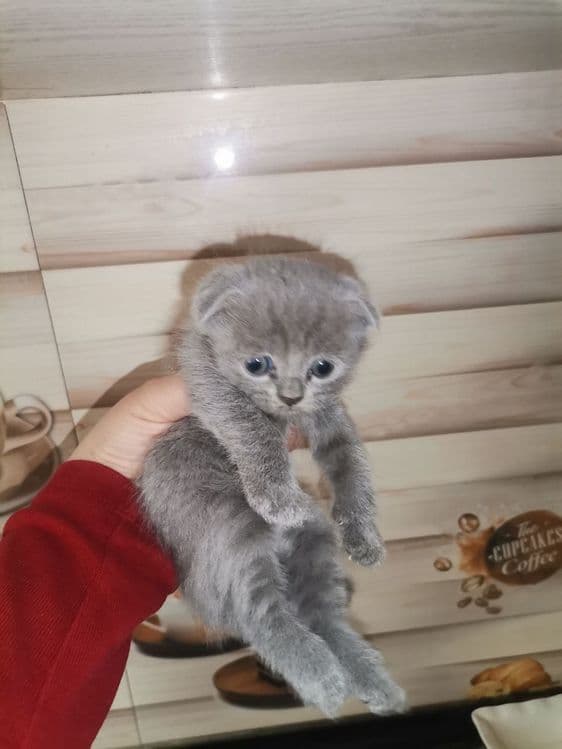 Мушук скотиш фолд — 4