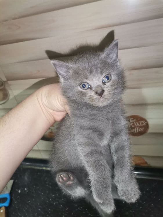 Мушук скотиш фолд — 5