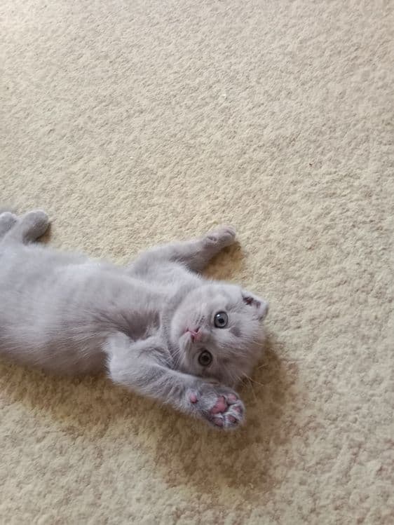 Котенок скотиш фолд — 1