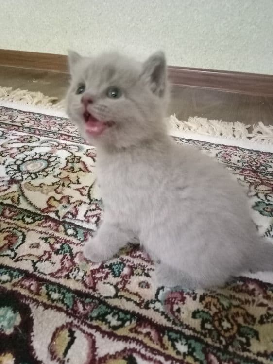 Котенок скотиш фолд — 2