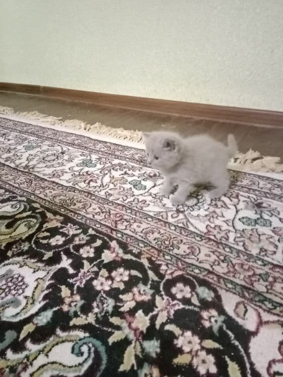 Котенок скотиш фолд — 3