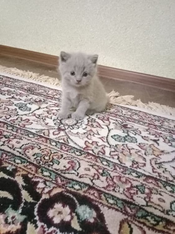 Котенок скотиш фолд — 4