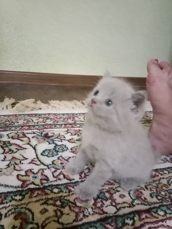 Котенок скотиш фолд — 5