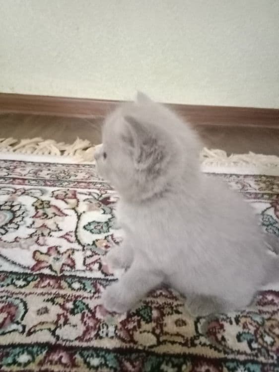 Котенок скотиш фолд — 6