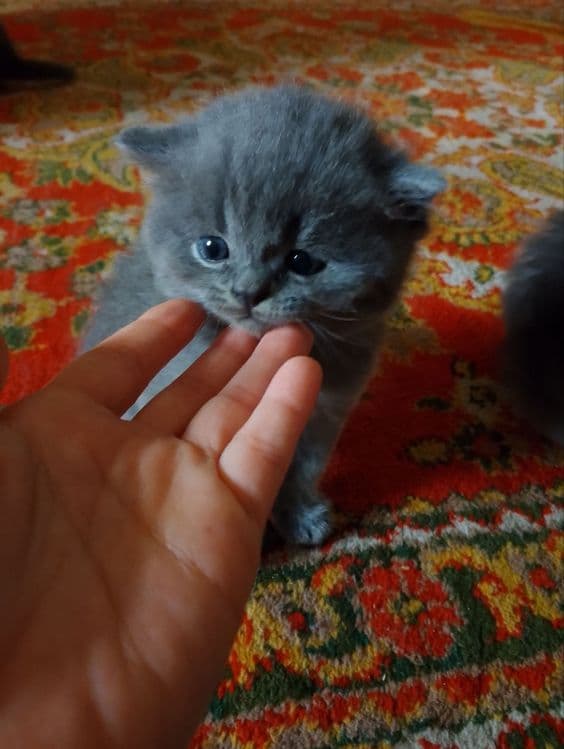 Мушик болалари бор соглам  нархи 100$ — 2