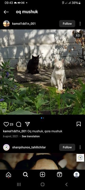 Yaxshi mushuk arzon beraman — 2