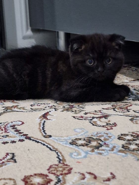 Scottish fold mushuklari sotiladi sumkasi blan — 2