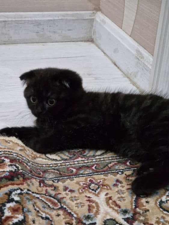 Scottish fold mushuklari sotiladi sumkasi blan — 3