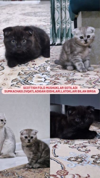 Scottish fold mushuklari sotiladi sumkasi blan — 5