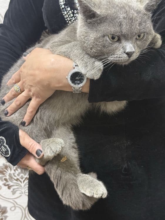 British shorthair Srochno sotiladi — 2