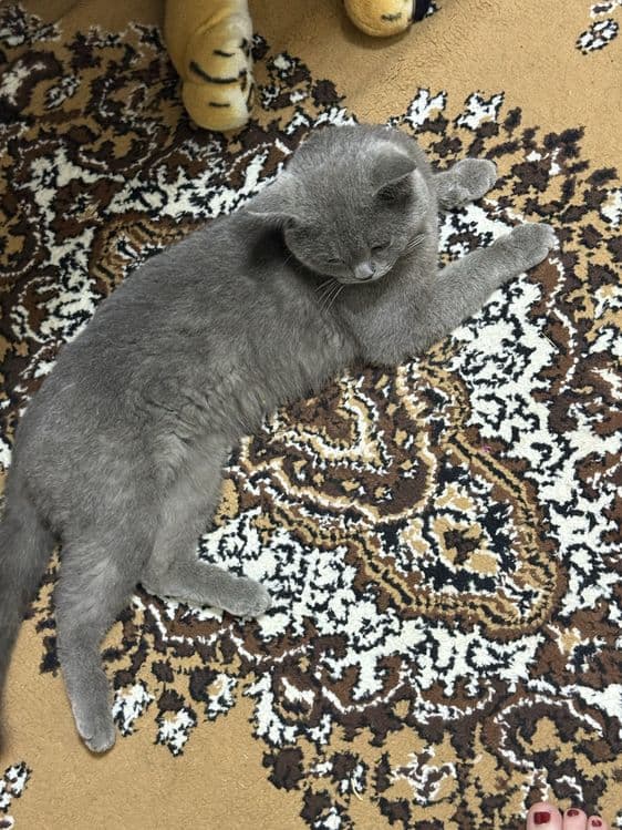 British shorthair Srochno sotiladi — 3