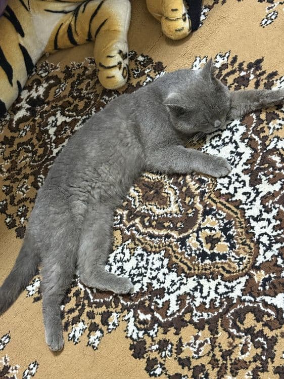 British shorthair Srochno sotiladi — 4