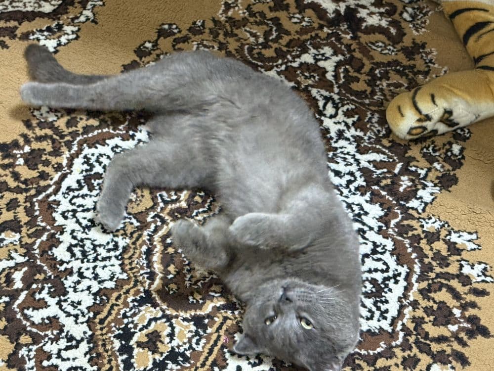 British shorthair Srochno sotiladi — 5