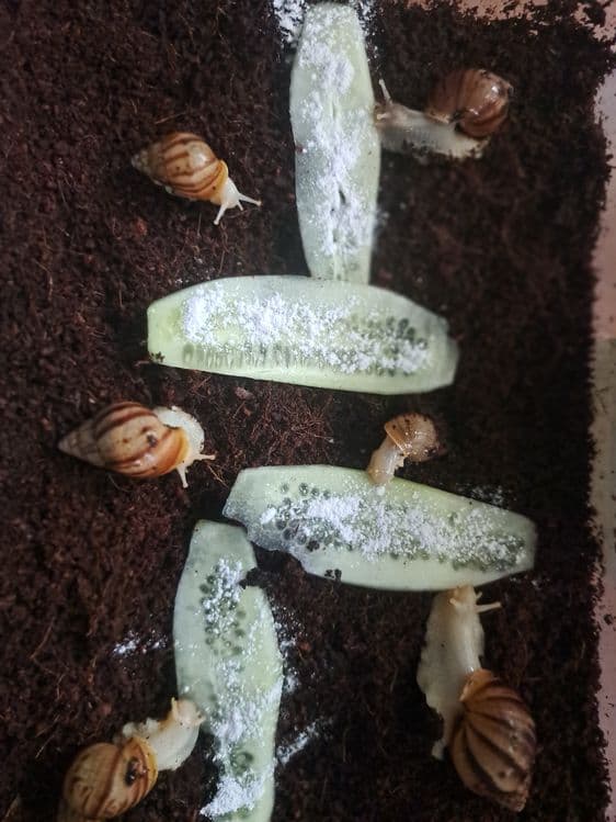 Улитка тоза сотилади — 2