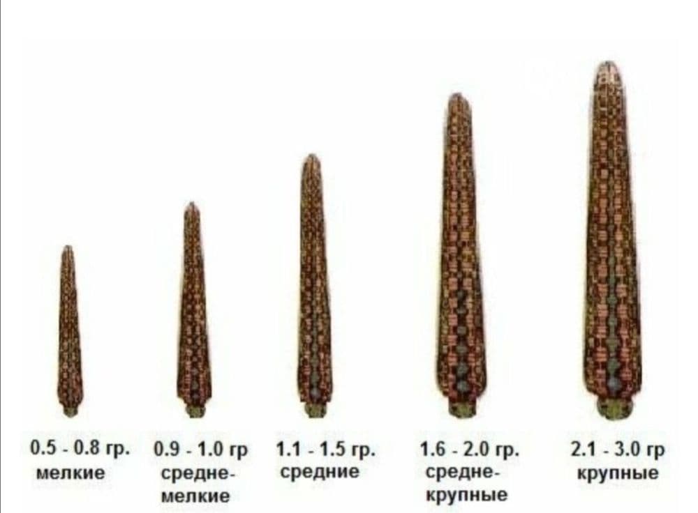 Zuluk sotiladi продается пиявки — 2