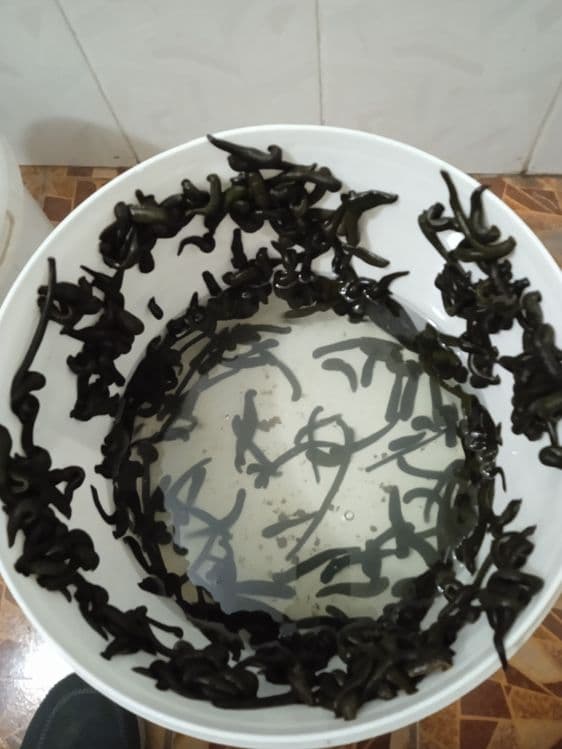 Zuluk sotiladi продается пиявки — 4