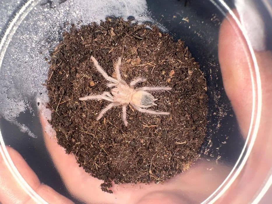 Паук птициед Lasiodora parahibana малыши — 1