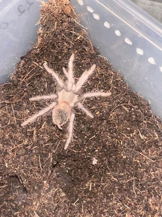 Паук птициед Lasiodora parahibana малыши — 2