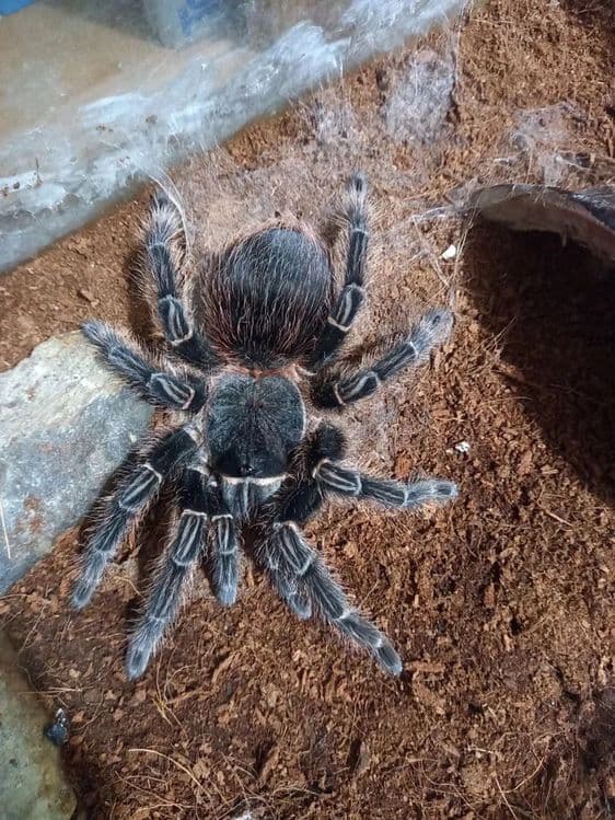 Паук птициед Lasiodora parahibana малыши — 3