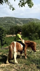 Лощадь пони привазной