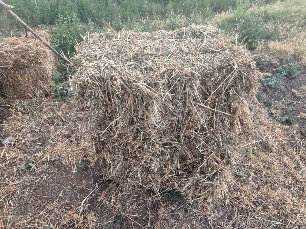Assalom aleykum beda press sotiladi 20000soʻmdan 1oʻrim arpa aralash s — 3