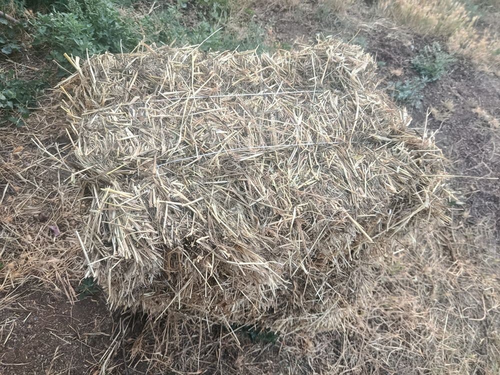 Assalom aleykum beda press sotiladi 20000soʻmdan 1oʻrim arpa aralash s — 4