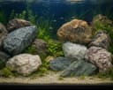 Akvarium toshlari sifatli tabi toshlar