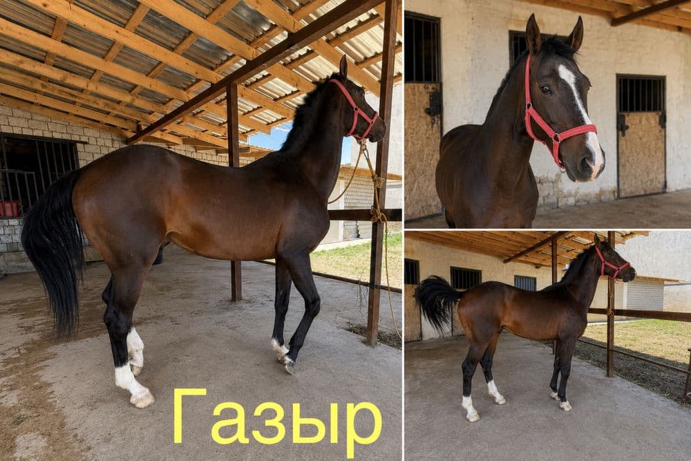 Ахалтекин отлари — 1