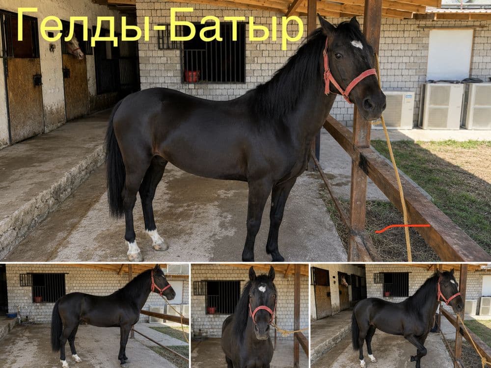 Ахалтекин отлари — 2