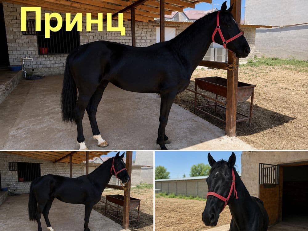 Ахалтекин отлари — 3