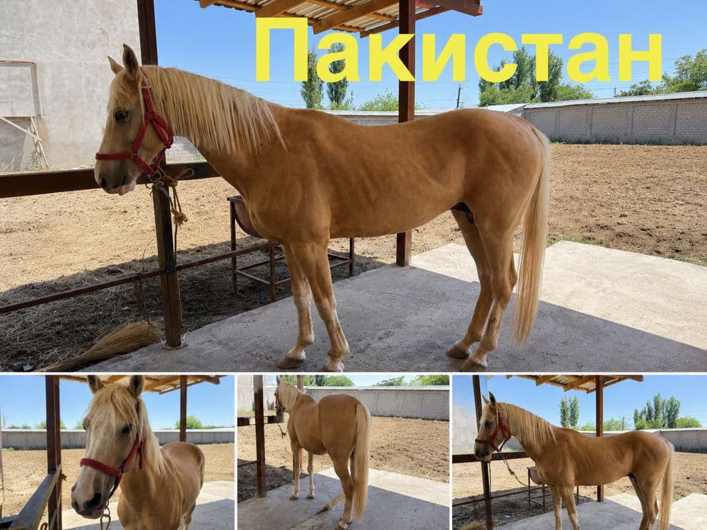Ахалтекин отлари — 5