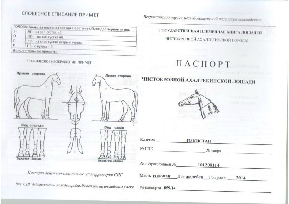 Ахалтекин отлари — 8