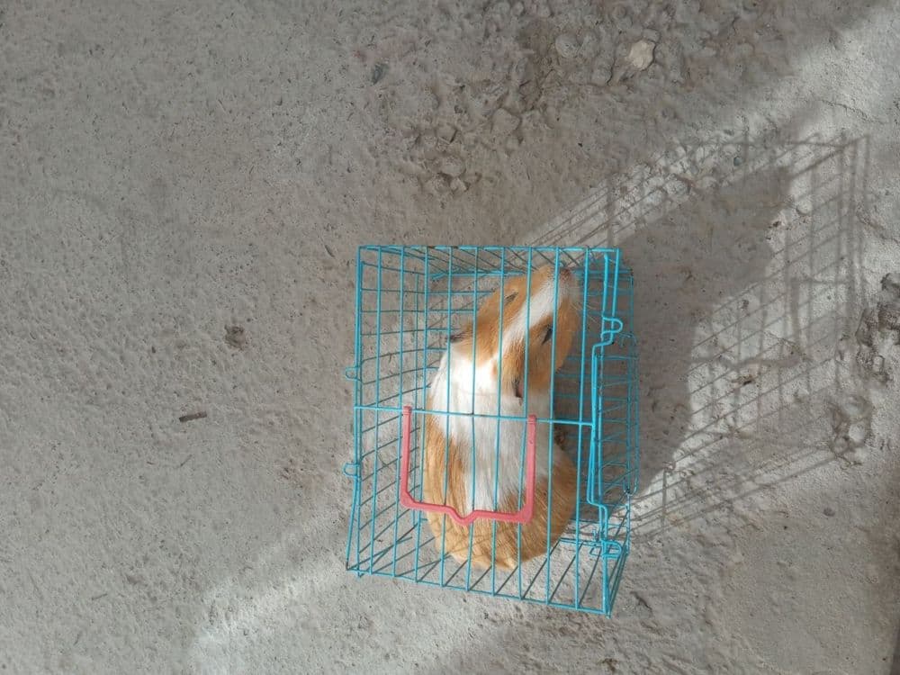 Hamster sotiladi