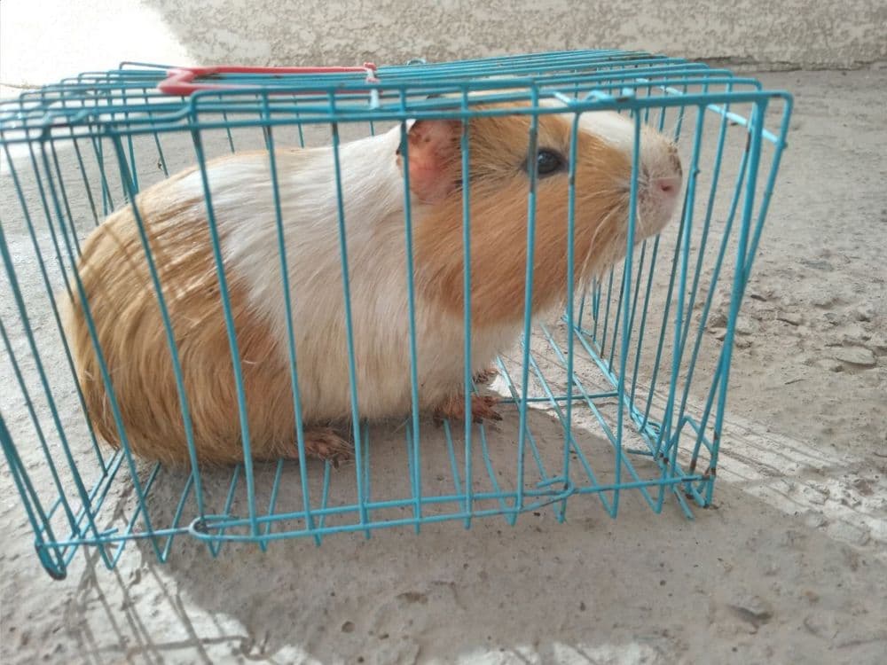 Hamster sotiladi — 2